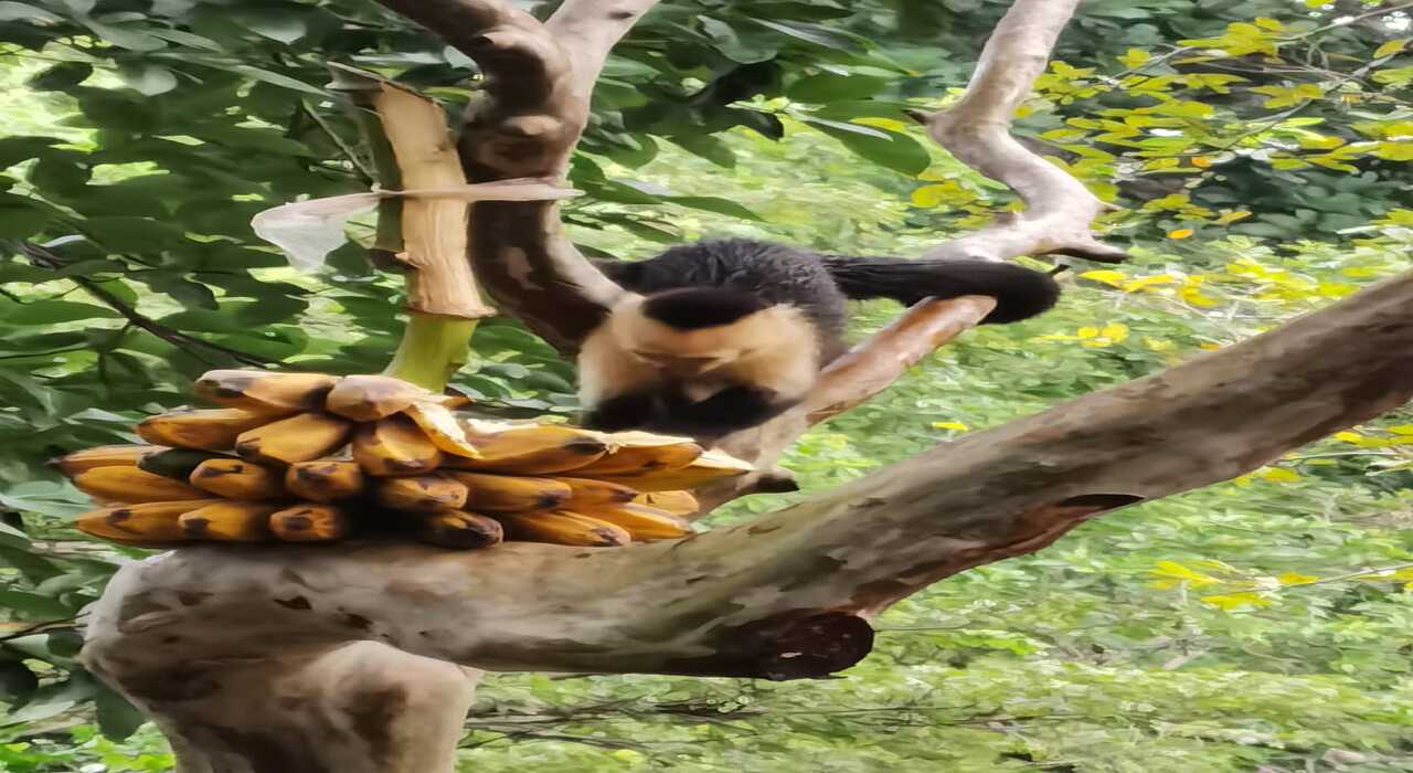 Ocelote